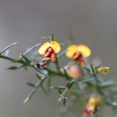 Daviesia ulicifolia subsp. ulicifolia (Gorse Bitter-pea) at Corunna, NSW - 2 Nov 2020 by LocalFlowers