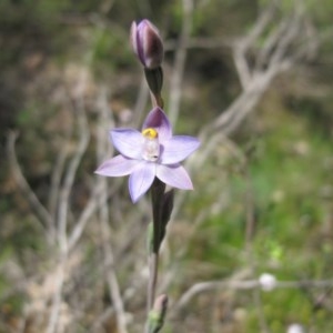 Thelymitra sp. (pauciflora complex) at Tralee, NSW - suppressed