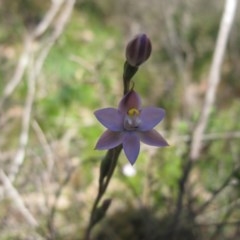 Thelymitra sp. (pauciflora complex) at Tralee, NSW - suppressed