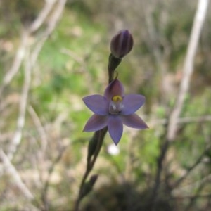 Thelymitra sp. (pauciflora complex) at Tralee, NSW - suppressed