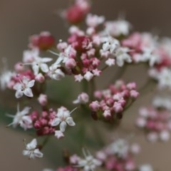 Platysace lanceolata (Shrubby Platysace) at Corunna, NSW - 2 Nov 2020 by LocalFlowers