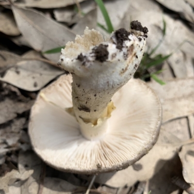 Amanita sp. (Amanita sp.) at Black Range, NSW - 4 Nov 2020 by StephH