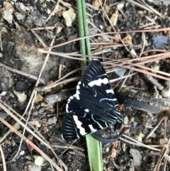 Phalaenoides glycinae (Grapevine Moth) at Canberra, ACT - 4 Nov 2020 by TimYiu