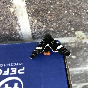 Phalaenoides glycinae at Canberra, ACT - 4 Nov 2020