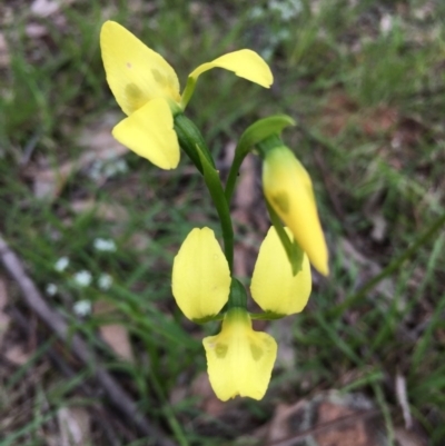 Diuris sulphurea (Tiger Orchid) at Lower Boro, NSW - 30 Oct 2020 by mcleana