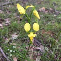 Diuris sulphurea at Lower Boro, NSW - 30 Oct 2020