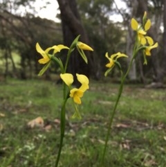 Diuris sulphurea at Lower Boro, NSW - 30 Oct 2020