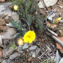 Gompholobium minus (Dwarf Wedge Pea) at Lower Boro, NSW - 1 Nov 2020 by mcleana