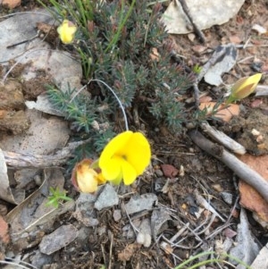 Gompholobium minus at Lower Boro, NSW - 1 Nov 2020