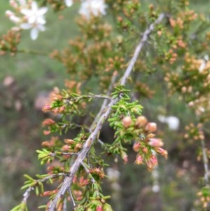 Calytrix tetragona at Boro, NSW - 30 Oct 2020