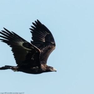 Aquila audax at Denman Prospect, ACT - 4 Nov 2020 07:36 AM