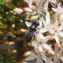 Psilota sp. (genus) (Hover fly) at Tuggeranong Hill - 2 Nov 2020 by Owen