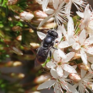 Psilota sp. (genus) at Theodore, ACT - 3 Nov 2020