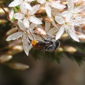 Psilota sp. (genus) at Theodore, ACT - 3 Nov 2020