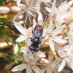 Psilota sp. (genus) at Theodore, ACT - 3 Nov 2020