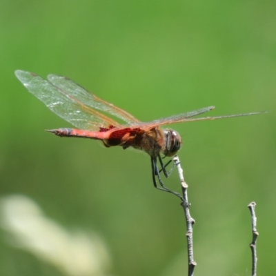 Tramea loewii (Common Glider) at Fyshwick, ACT - 4 Nov 2020 by Christine