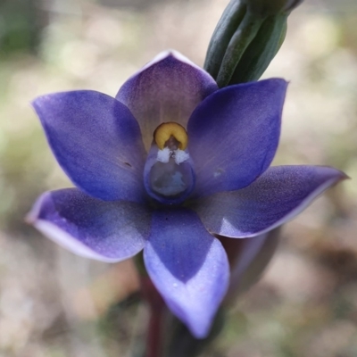 Thelymitra (Genus) (Sun Orchid) at Acton, ACT - 4 Nov 2020 by shoko