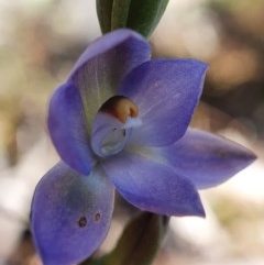 Thelymitra sp. at Acton, ACT - suppressed