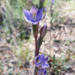 Thelymitra sp. at Acton, ACT - suppressed