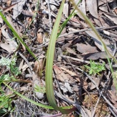 Thelymitra sp. at Acton, ACT - suppressed