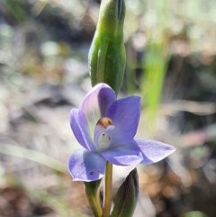 Thelymitra sp. at Acton, ACT - suppressed