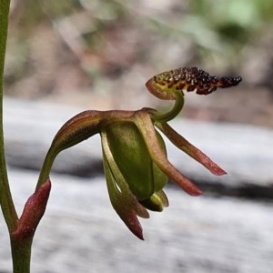 Caleana minor at Downer, ACT - 4 Nov 2020