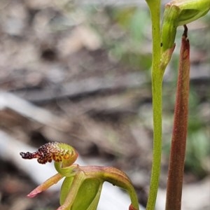 Caleana minor at Downer, ACT - 4 Nov 2020