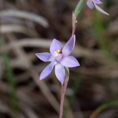 Thelymitra (genus) (sun orchids) at Kaleen, ACT - 4 Nov 2020 by DPRees125
