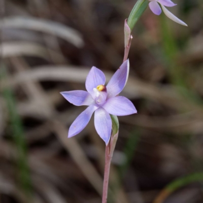 Thelymitra (genus) (sun orchids) at Kaleen, ACT - 4 Nov 2020 by DPRees125