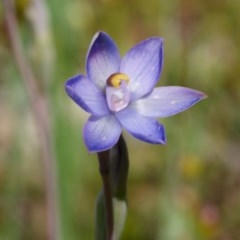 Thelymitra pauciflora (Slender Sun Orchid) at Kaleen, ACT - 4 Nov 2020 by DPRees125