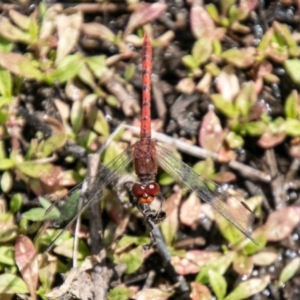 Diplacodes bipunctata at Tuggeranong DC, ACT - 4 Nov 2020