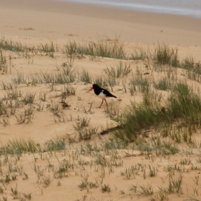 Haematopus longirostris (Australian Pied Oystercatcher) at Bournda Environment Education Centre - 17 Oct 2020 by RossMannell