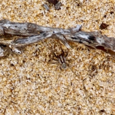 Unidentified Wolf spider (Lycosidae) at Bournda Environment Education Centre - 21 Oct 2020 by RossMannell