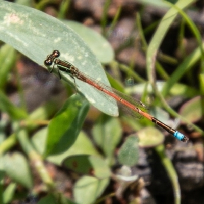 Ischnura aurora (Aurora Bluetail) at Tuggeranong DC, ACT - 3 Nov 2020 by SWishart