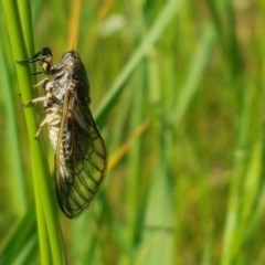 Myopsalta waterhousei (Smoky Buzzer) at Mitchell, ACT - 4 Nov 2020 by trevorpreston