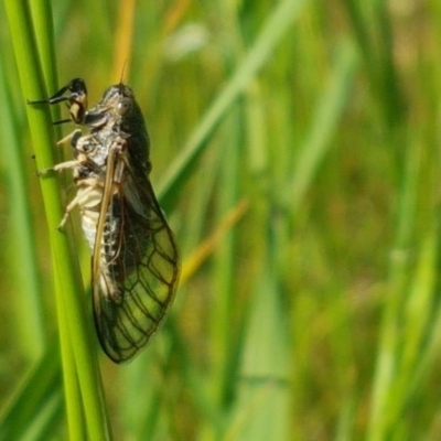 Myopsalta waterhousei (Smoky Buzzer) at Mitchell, ACT - 4 Nov 2020 by tpreston