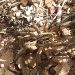 Tasmanicosa sp. (genus) (Tasmanicosa wolf spider) at Mitchell, ACT - 4 Nov 2020 by trevorpreston