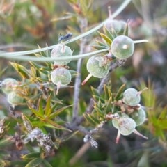 Lissanthe strigosa subsp. subulata (Peach Heath) at Crace Grasslands - 4 Nov 2020 by trevorpreston