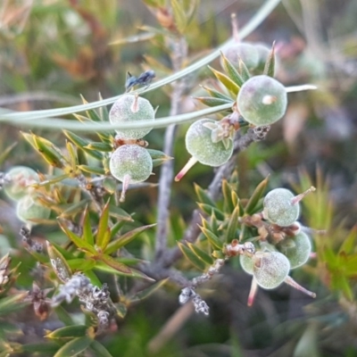 Lissanthe strigosa subsp. subulata (Peach Heath) at Mitchell, ACT - 4 Nov 2020 by tpreston