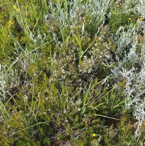 Lissanthe strigosa subsp. subulata at Mitchell, ACT - 4 Nov 2020