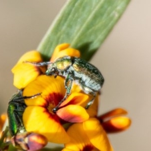 Diphucephala sp. (genus) at Cotter River, ACT - 30 Oct 2020