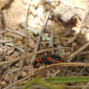 Dicranolaius villosus at Mitchell, ACT - 4 Nov 2020