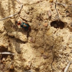 Dicranolaius villosus at Mitchell, ACT - 4 Nov 2020