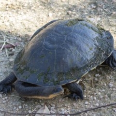 Chelodina longicollis (Eastern Long-necked Turtle) at Jerrabomberra Wetlands - 4 Nov 2020 by rawshorty