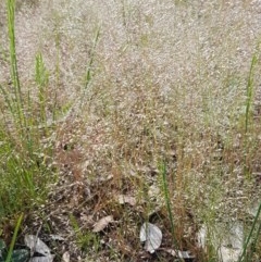 Aira elegantissima (Delicate Hairgrass) at Crace Grasslands - 4 Nov 2020 by trevorpreston