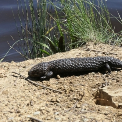 Tiliqua rugosa (Shingleback Lizard) at Gungahlin, ACT - 4 Nov 2020 by TrishGungahlin