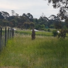 Macropus giganteus (Eastern Grey Kangaroo) at Mitchell, ACT - 4 Nov 2020 by tpreston