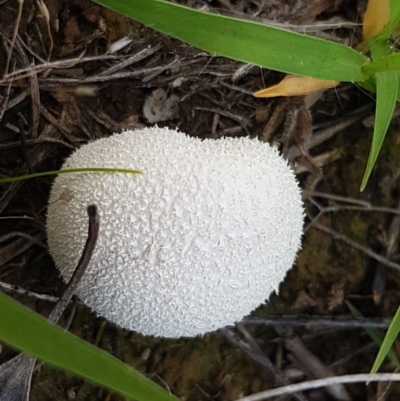 zz puffball at Mitchell, ACT - 4 Nov 2020 by tpreston