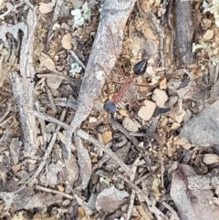 Myrmecia nigriceps (Black-headed bull ant) at Mitchell, ACT - 4 Nov 2020 by tpreston