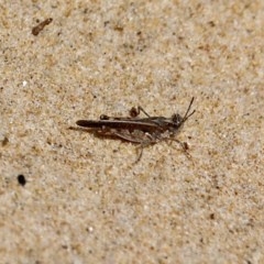 Pycnostictus seriatus (Common Bandwing) at Bournda, NSW - 11 Oct 2020 by RossMannell